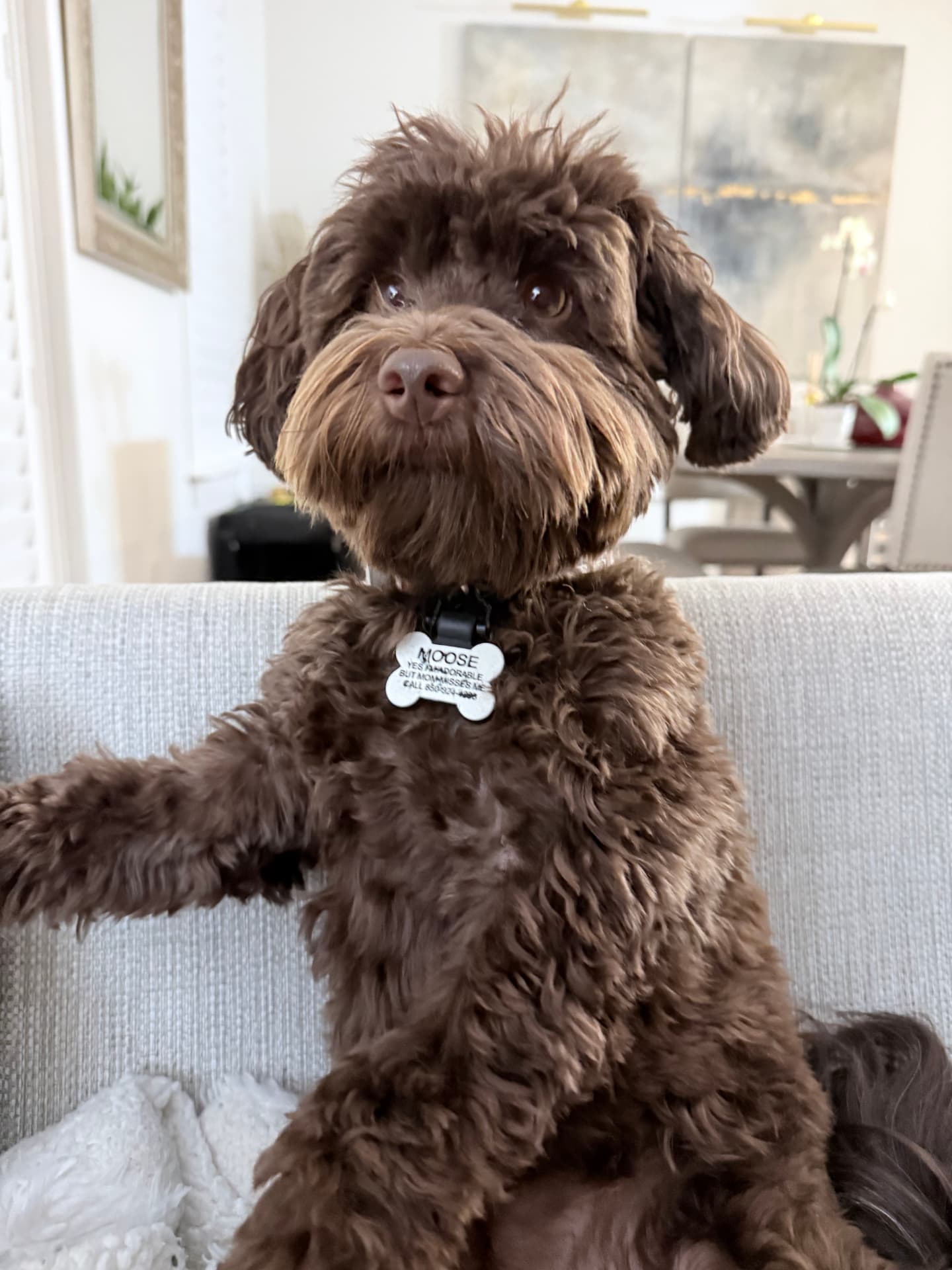 Moose, the Havanese work companion at PensacolaCoPilot